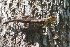 Sceloporus squamosus