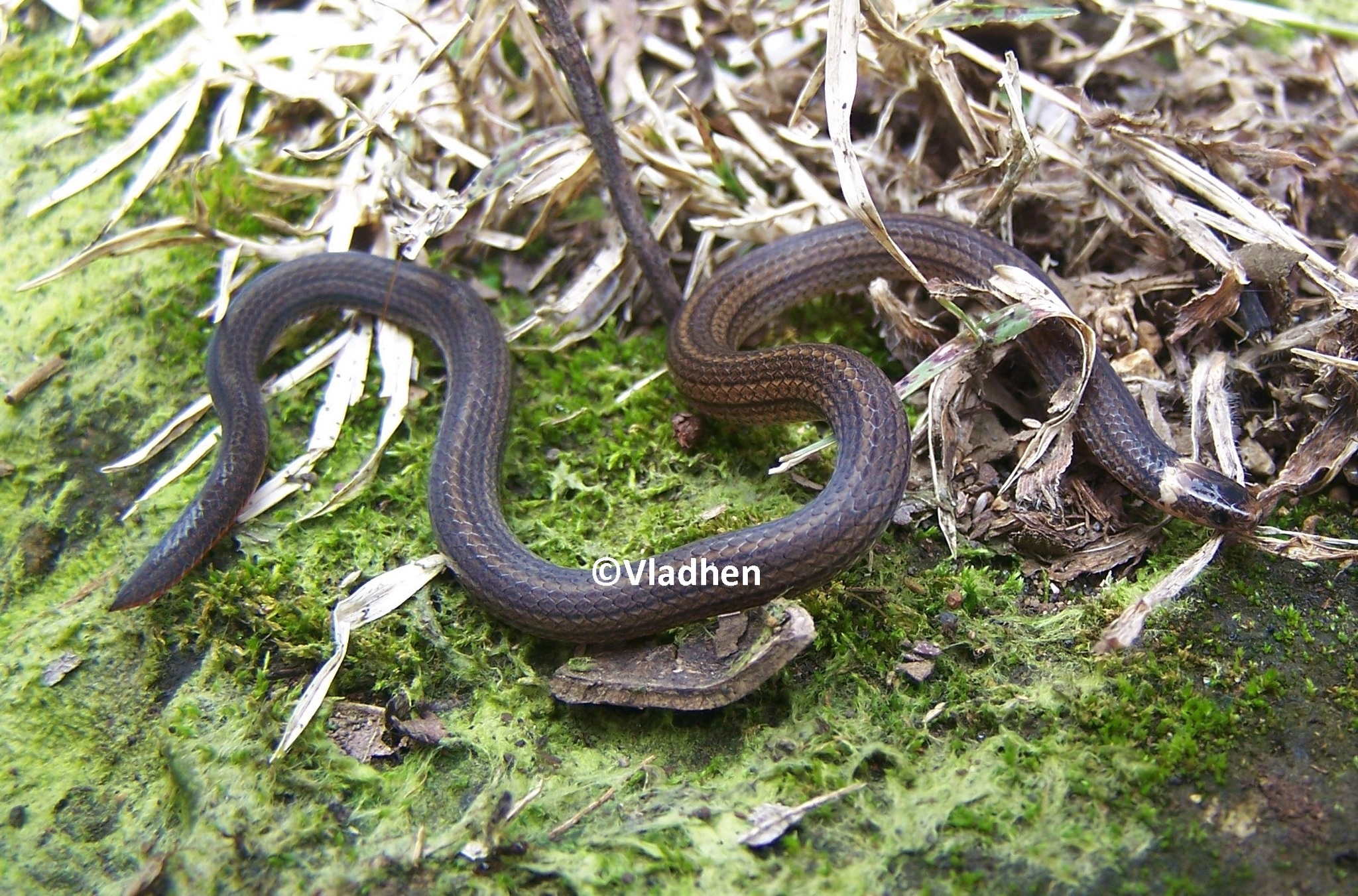 Mertens' Centipede Snake photo 5