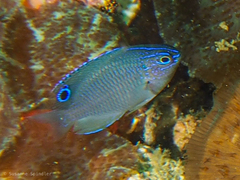 Pomacentrus burroughi