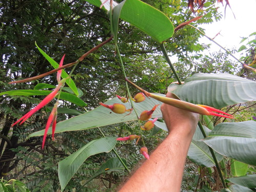 Image of Canna paniculata by (c) Victor Farjalla Pontes, some rights reserved (CC BY)
