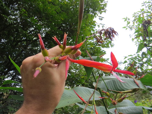 Image of Canna paniculata by (c) Victor Farjalla Pontes, some rights reserved (CC BY)