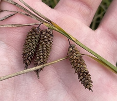 Carex lyngbyei