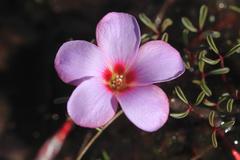 Oxalis stokoei