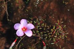 Oxalis stokoei