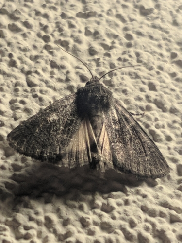 Sivkavec travinový (Thalpophila matura)