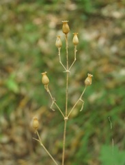 Silene italica