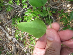 Smilax