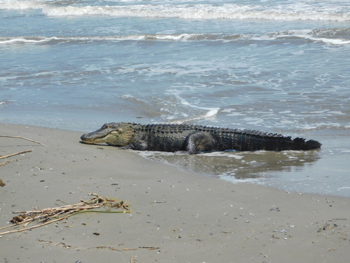 American Alligator photographed in Louisiana