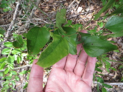 Smilax