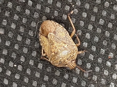 Hymenarcys nervosa