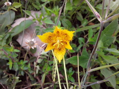 Calochortus barbatus