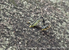 Sangalopsis microleuca