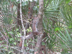 Sciurus carolinensis