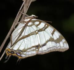 Polyura zoolina