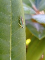 Graphocephala fennahi