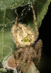 Pararaneus