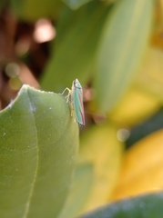 Graphocephala fennahi
