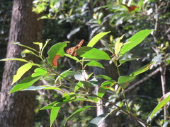 Heteronympha banksii