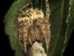Pararaneus