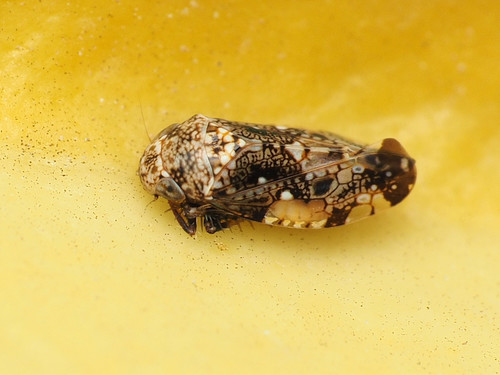 citrus leafhopper