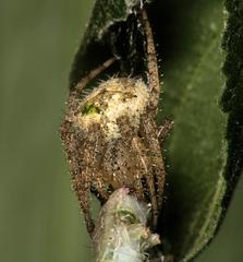 Pararaneus