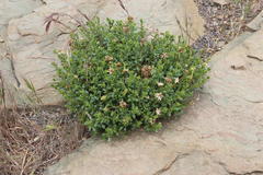 Dimorphotheca cuneata