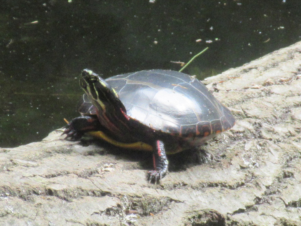 Painted Turtles from East Brunswick, NJ, USA on August 30, 2021 at 11: ...