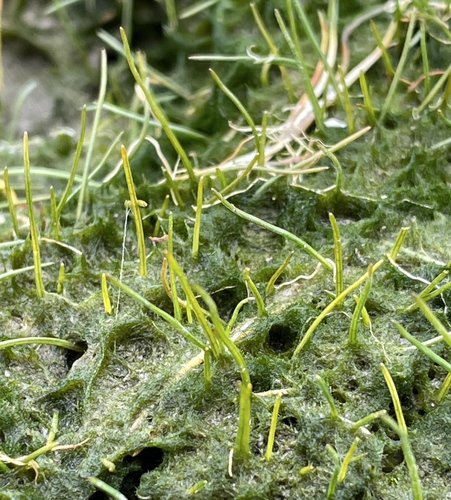 Eleocharis parvula iNat (2)