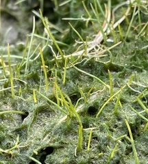Eleocharis parvula