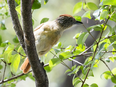 Thamnophilus doliatus