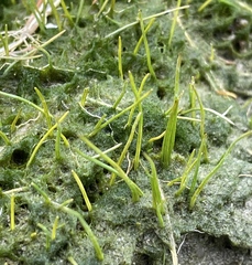 Eleocharis parvula