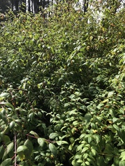 Cornus sericea sericea