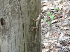 Anolis sagrei