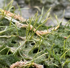 Eleocharis parvula