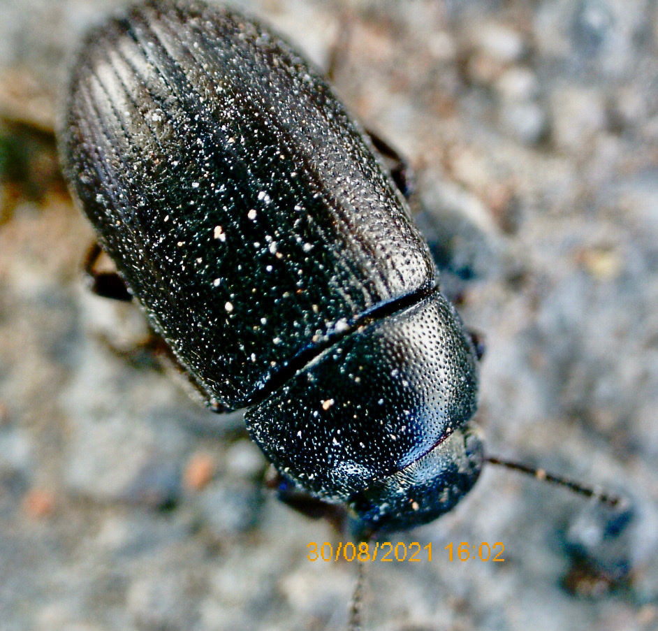 Lodinus punctulatus