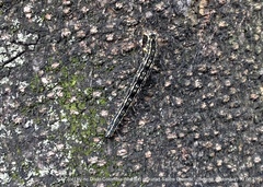 Sangalopsis microleuca