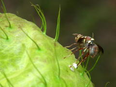 Didacus ciliatus