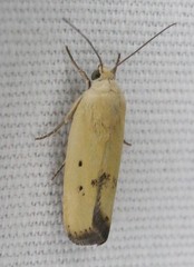 Ponometia tortricina