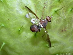 Didacus ciliatus