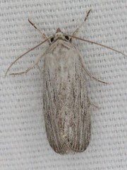 Catabena lineolata