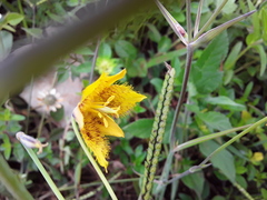 Calochortus barbatus