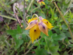 Calochortus barbatus
