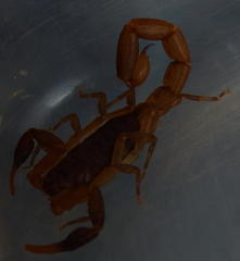 Pseudolychas ochraceus