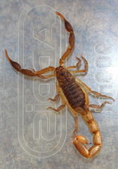 Pseudolychas ochraceus