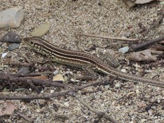 Medopheos edracanthus