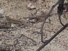 Medopheos edracanthus