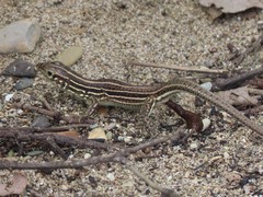 Medopheos edracanthus