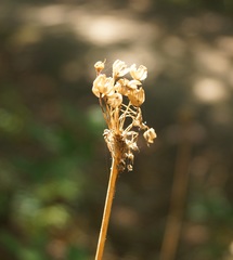 Allium decipiens quercetorum