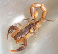 Pseudolychas ochraceus