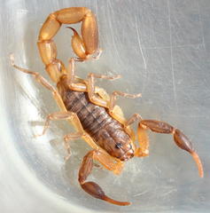 Pseudolychas ochraceus